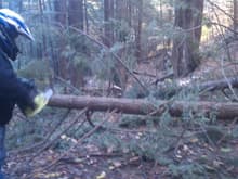 Plenty of trees down from the Halloween Blizzard.  We cleared at least a dozen trees and cleared the trails all the way from parking lot on 119 throughout the Tri-State ATV Club Trails.  We were happy to help...Too bad we are not allowed to do the same in the MA state parks!