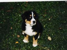 Roxy as a puppy.                                                                                                                                                                                        