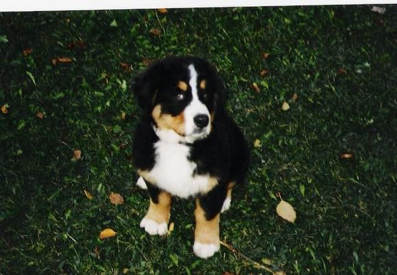 Roxy as a puppy.                                                                                                                                                                                        