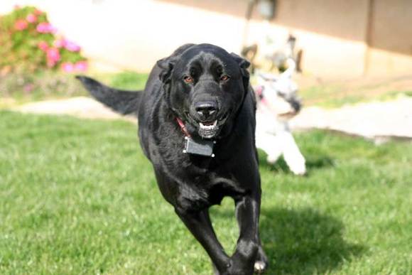 My dog, Ebby. Short for Ebony!                                                                                                                                                                          