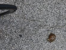 2nd turtle save