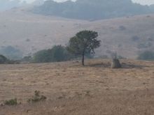 Cougar to left of the oak 