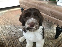 Frankie