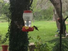 weaponized hummingbirds 