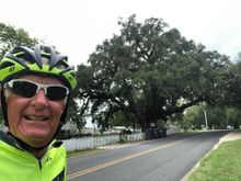 A large live oak spanning the road.
