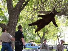2012; UC Boulder. Tranquilized bear.