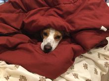 Madelyn one of my pocket beagles telling me I have to sleep on the couch LOL.. 