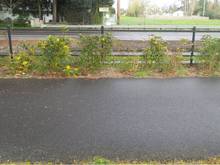 Rosa Parks path to EWEB path, Springfield, OR