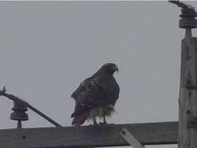 Hawk