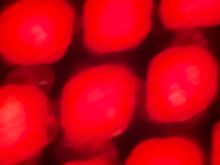 This is an accidental photo taken from the inside of my  Pearl Izumi jacket. I think it’s cool in a modern art kind of way, and reminds me of the Velvet Underground box set art.
