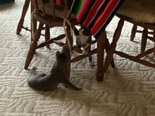 No new furniture anytime soon lol. Their big brother is hidden on the chair. 