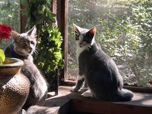 Fuzzy on the left Scooter on the right. 3 months after they found me or I found them in the frame of my truck. Spoiled rotten. 