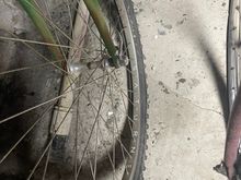 Saturne rims on campy hubs 