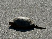 He was HUGE.  His shell was at least 16-18 inches  long!