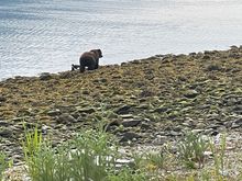 Brown Bear looking for salmon

Mike