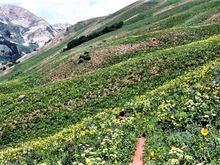 mountain biking at Crested Butte CO
