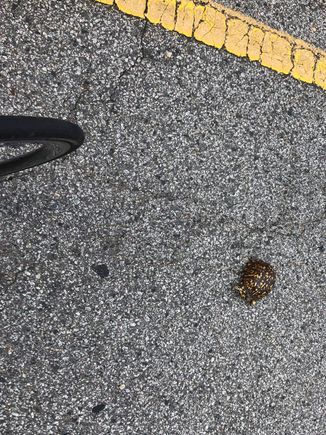2nd turtle save