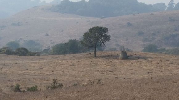 Cougar to left of the oak 