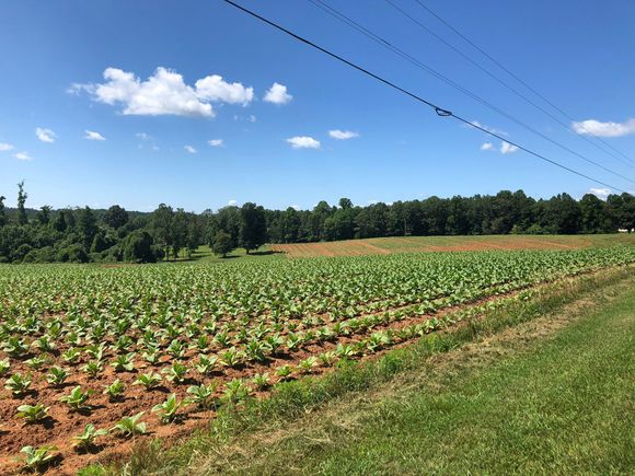 Tobacco fields making a comeback? They were everywhere today. It used to be the money crop in NC but folks stopped growing it about 25 years ago.