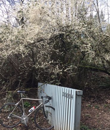 Spring has Sprung in the Puget Sound