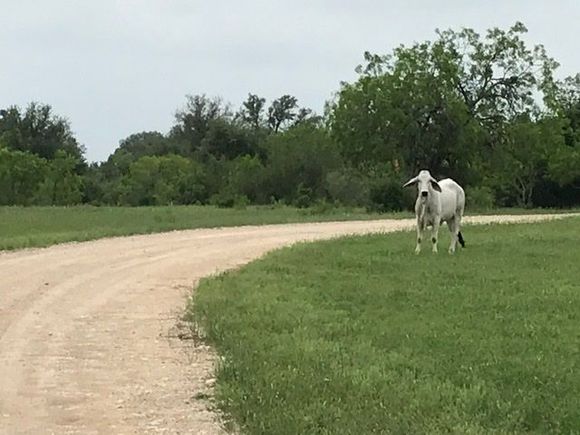 This is my road puny human on that bike. 