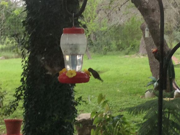 weaponized hummingbirds 