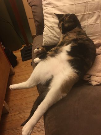 After a hard day’s napping. 