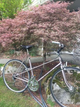 Been robbed of a few parts, but a gentle life for 40+ years.  Now with a kid’s seat.