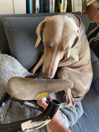 Greta is suspicious that the saddle matches her a little too close. 