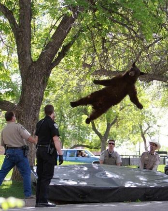 2012; UC Boulder. Tranquilized bear.