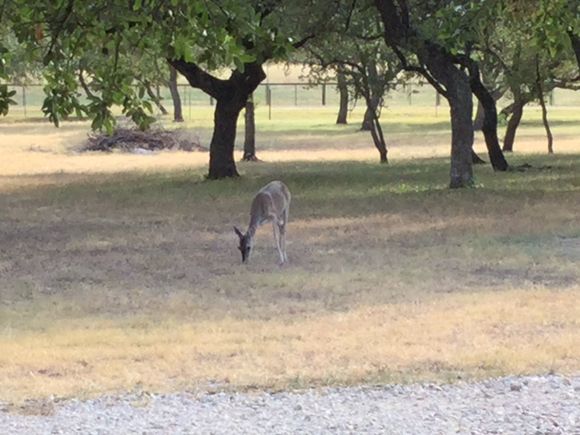  Very dry right now. We need rain! This time of the year is very hard on deer so I feed them. They love apple scented corn. The less shy the deer is the more corn the deer will get. This deer is always early stomping here foot saying where is my corn human. I have a 300 gallon tank in the back for when I have  cattle. The deer drink from there. 
