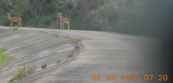OK, managed to use the handlebars as a tripod and get the zoom on the P-A-S to focus.  The blur on the far right is my headlight...