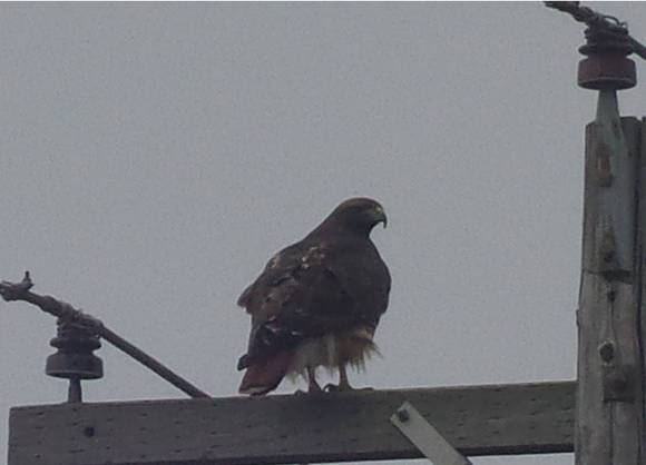 Hawk