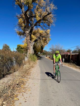 Cottonwoods on Upper San Pedro Rd.
