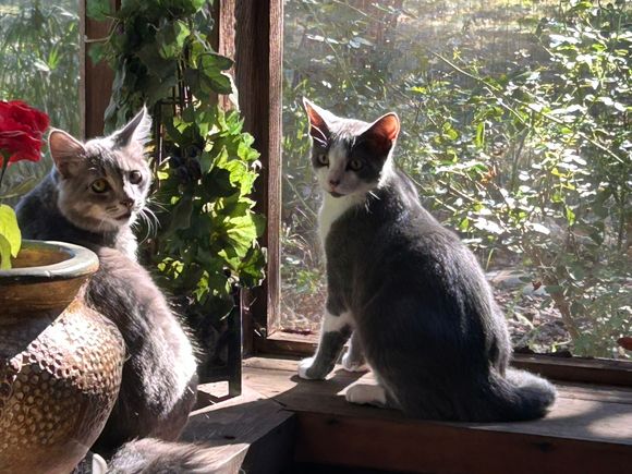 Fuzzy on the left Scooter on the right. 3 months after they found me or I found them in the frame of my truck. Spoiled rotten. 