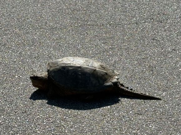 He was HUGE.  His shell was at least 16-18 inches  long!