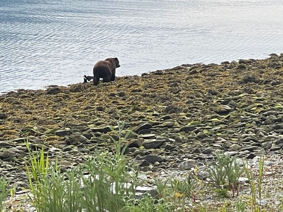 Brown Bear looking for salmon

Mike