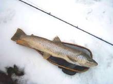 winterbrown.jpg.w300h240