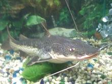 This is Rupert, He is my redtail/leopard hybrid catfish. Currently he's about two feet four inches. He will max out at approximately six feet and about 120 lbs if he reaches full potential length.