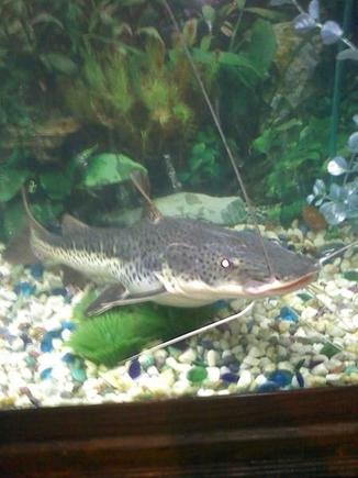 This is Rupert, He is my redtail/leopard hybrid catfish. Currently he's about two feet four inches. He will max out at approximately six feet and about 120 lbs if he reaches full potential length.