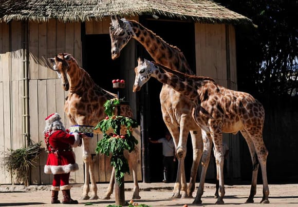 Guatemala City, Guatemala
Giraffes Pali, Pepo and Fito receive a Christmas gift from Santa Claus at the Aurora zoo