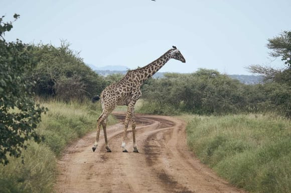 Why did the giraffe cross the road?
Because those Zebras have all the fun.
Boom-boom.