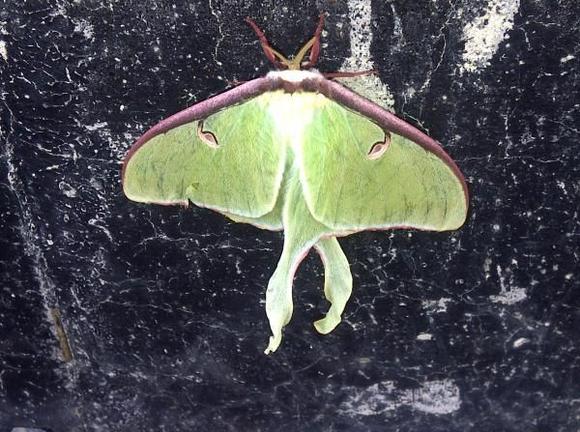 Luna Moth