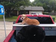 The dogs love sitting in the truck even in the driveway