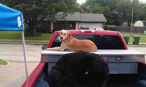 The dogs love sitting in the truck even in the driveway