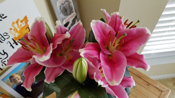 Lily my daughters got for my wife on Mother's Day