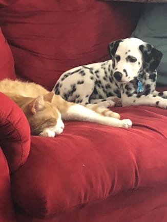 Slams the cat. Mojesha the Dalmatian. The dog was named after a character on Power Puff girls. The kids wanted the name, I didn’t. I was overruled. 😡
