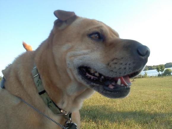 This here is my dogter