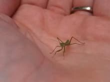 Baby mantis