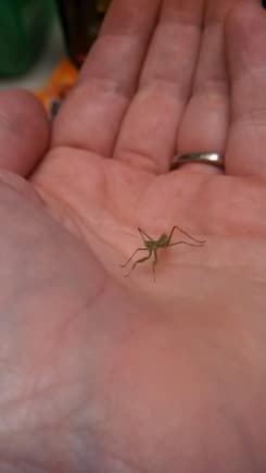 Baby mantis